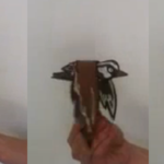 #Fabriquer un oiseau en papier qui bat des ailes