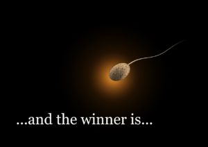 spermatozoide